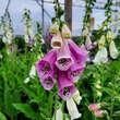 Digitalis purpurea 'Gloxiniiflora': Bild 5/9