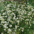 Allium tuberosum: Bild 4/5