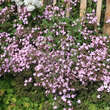 Saponaria haussknechtii (Syn. S. sicula var. intermedia): Bild 11/12