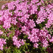 Phlox subulata 'Zwergenteppich': Bild 2/2