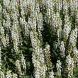 Salvia nemorosa 'Schneehügel': Bild 1/5