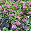 Helleborus orientalis 'Tutu': Bild 3/3