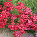 Achillea millefolium 'Red Velvet' - Schafgarbe