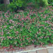 Geranium macrorrhizum 'Ingwersen's Variety': Bild 4/5