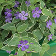 Vinca major 'Variegata': Bild 4/10