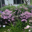 Saponaria haussknechtii (Syn. S. sicula var. intermedia): Bild 9/12