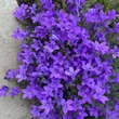 Campanula portenschlagiana: Bild 6/7