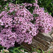 Saponaria haussknechtii (Syn. S. sicula var. intermedia): Bild 7/12