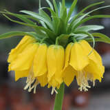 Fritillaria imperialis 'Lutea' - Kaiserkrone