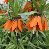 Fritillaria imperialis 'Aurora' - Kaiserkrone