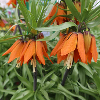 Fritillaria imperialis 'Aurora'