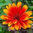 Heliopsis helianthoides 'Funky Spinner': Bild 7/8
