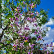 Thalictrum rochebrunianum: Bild 2/3