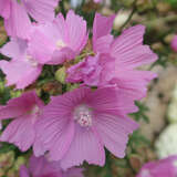 Malva moschata 'Rosea' - Malve