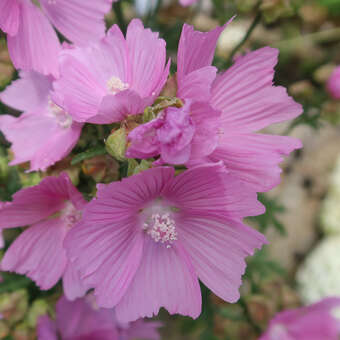Malva moschata 'Rosea'