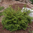 Chamaecyparis obtusa 'Pygmea': Bild 4/4