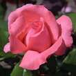 Rose 'Pariser Charme': Bild 1/1