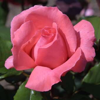 Rose 'Pariser Charme'
