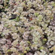 Acaena microphylla 'Kupferteppich': Bild 2/2
