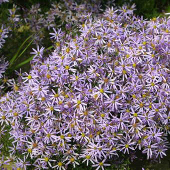 Aster sedifolius 'Nanus'