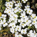 Arabis caucasica 'Schneehaube' - Gänsekresse