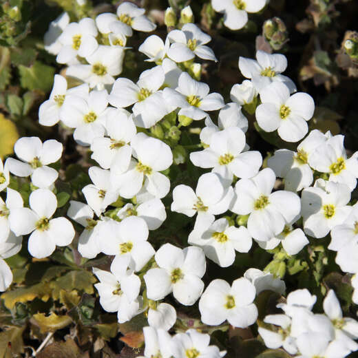 Gänsekresse Arabis caucasica 'Hedi' rosa