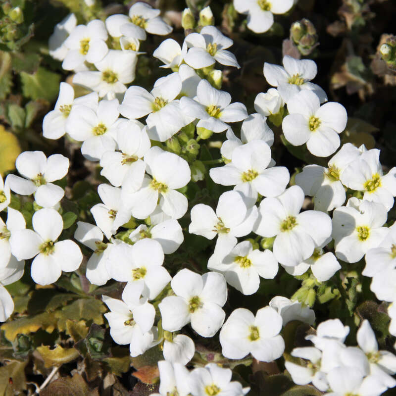 Gänsekresse Arabis caucasica 'Schneehaube' weiß