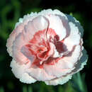 Dianthus plumarius 'Doris' - Federnelke