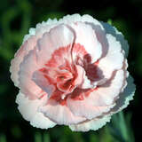 Dianthus plumarius 'Doris' - Federnelke