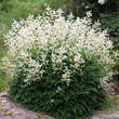 Aruncus aethusifolius: Bild 1/1