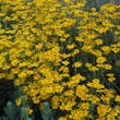 Anthemis 'Kelwayi': Bild 2/4