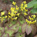 Epimedium perralchicum 'Frohnleiten' - Elfenblume