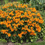 Asclepias tuberosa - Seidenpflanze
