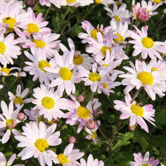 Chrysanthemum kor. 'Hebe'