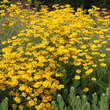 Eriophyllum lanatum: Bild 1/3