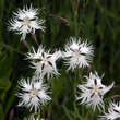 Dianthus arenarius: Bild 2/6