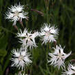 Dianthus arenarius: Bild 1/6