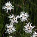 Dianthus arenarius - Sandnelke