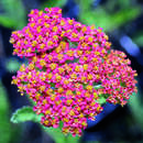 Achillea millefolium 'Walter Funcke' - Schafgarbe