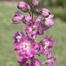 Delphinium Pacific Hybr. 'Astolat' - Rittersporn