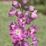 Delphinium cult. 'Astolat' - Rittersporn