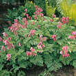 Dicentra formosa 'Luxuriant': Bild 2/5