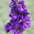 Delphinium Pacific Hybr. 'Black Knight': Bild 1/3