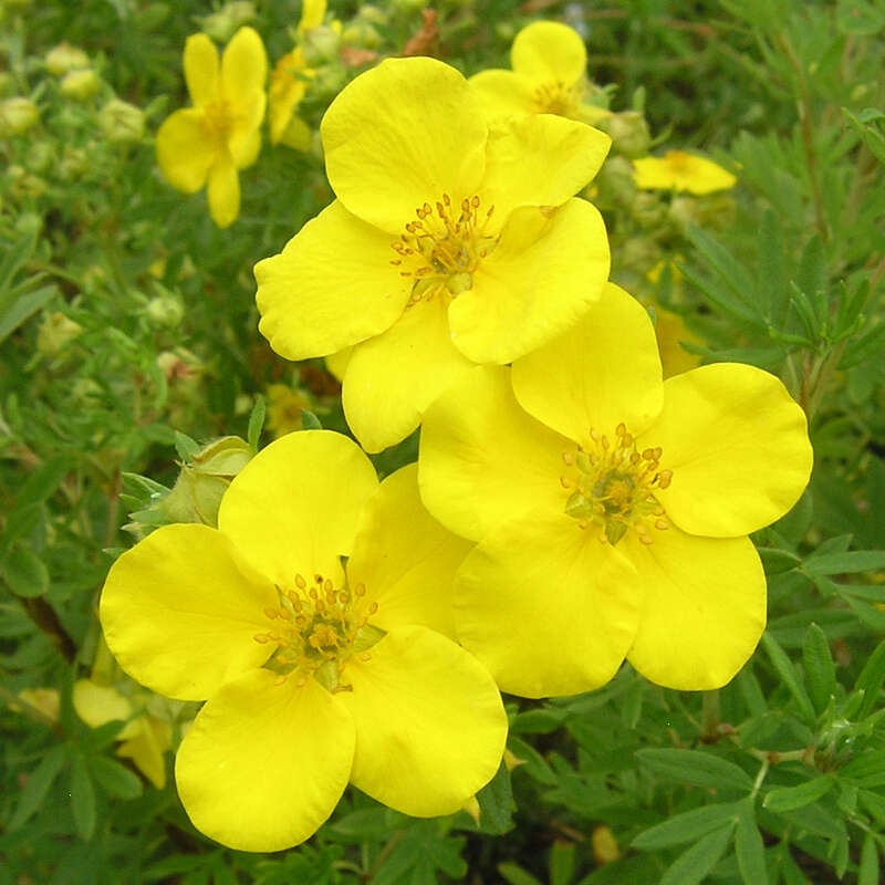 Fünffingerstrauch - Potentilla fruticosa 'Goldfinger' - gelb