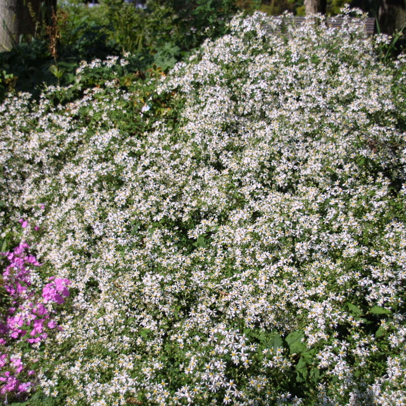 Waldaster - Aster divaricatus - weiß