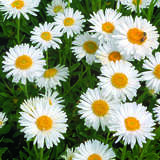 Aster alpinus 'Albus' - Alpenaster