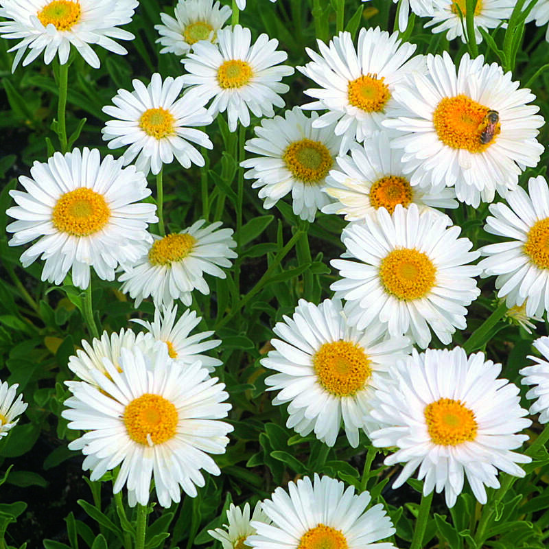Alpenaster Aster alpinus 'Albus' weiß