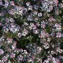 Aster lateriflorus 'Lady in Black' - Aster