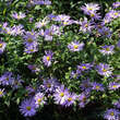 Aster amellus 'Rudolf Goethe': Bild 2/2