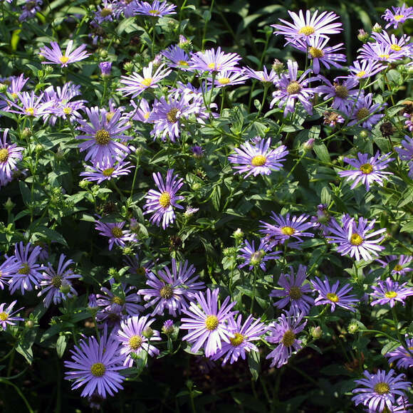 bergaster-aster-amellus-rudolf-goethe-blau